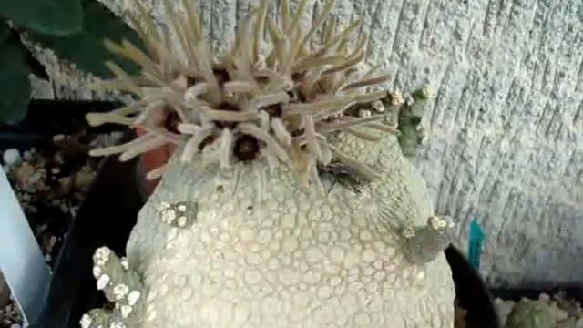 Pseudolithos cubiformis 1