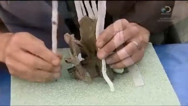 Бонсай-зоки как это сделано how this is done