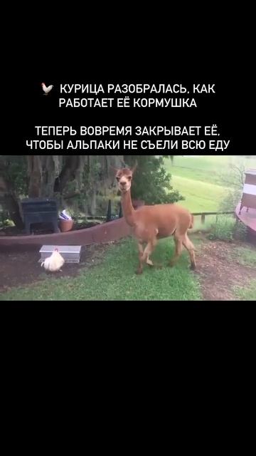 А говорят у курицы мозгов нет.mp4