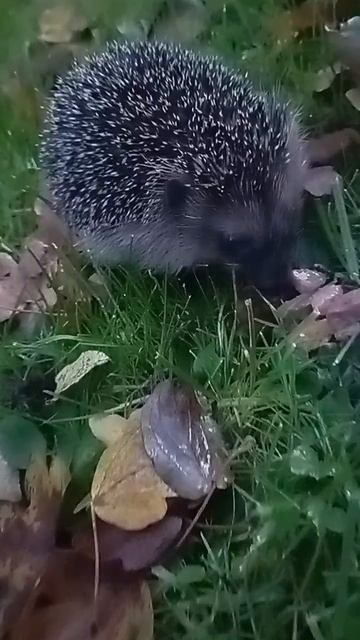 🦔❤