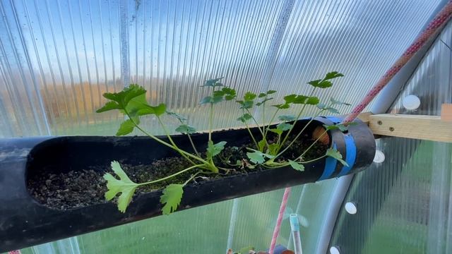 Winter growing in my Polycrub - Vlog #12 (Heavy Duty Polytunnel)