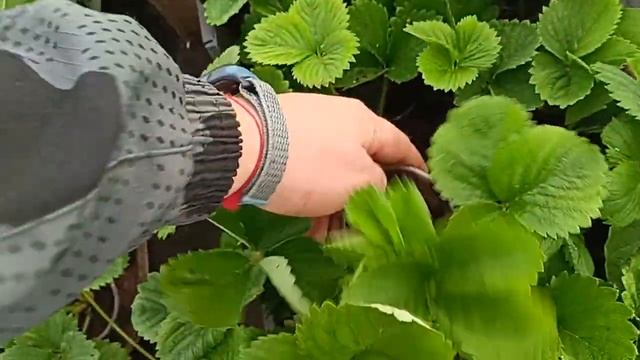 РАССАДА КЛУБНИКИ СИРИЯ, КЛЕРИ. КУПИТЬ РАССАДУ КЛУБНИКИ  ОПТОМ И В РОЗНИЦУ
