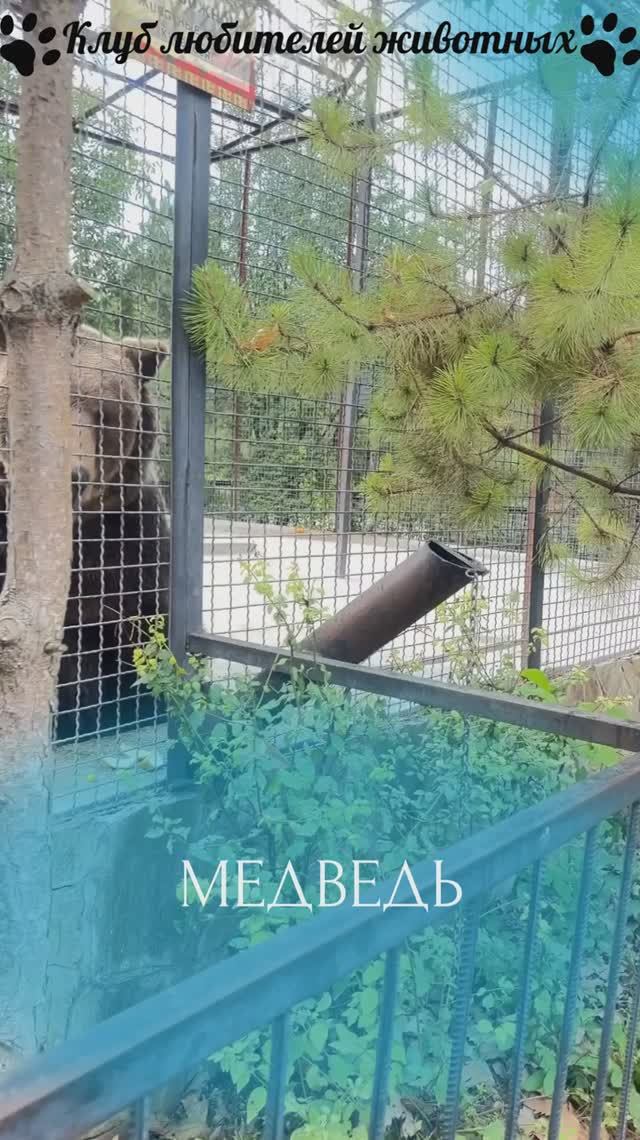 Медведь