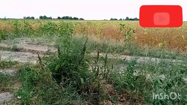 #перец#томаты#поле#соя Вот столько мы нарезали перца на зиму в морозилку 😋👍