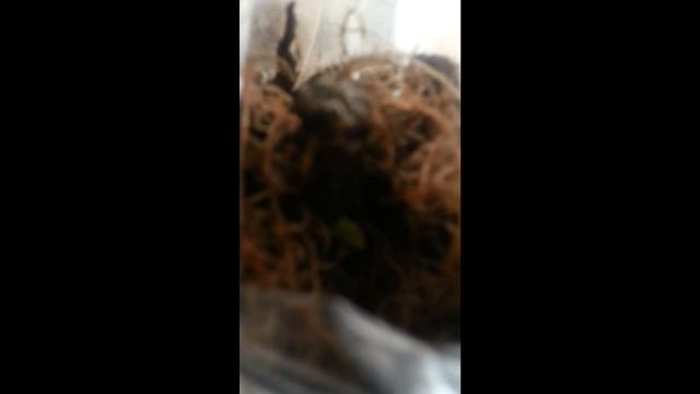 моё новое увлечение