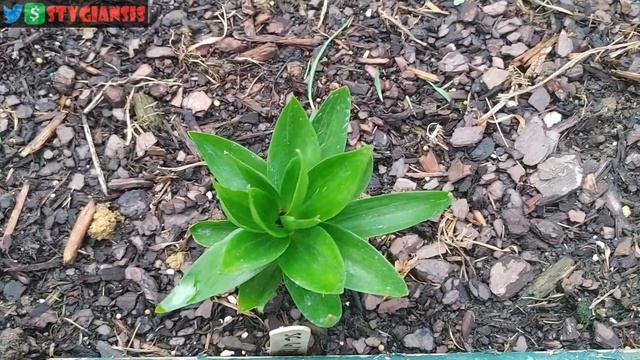 Aerith's Garden: Stargazer Lily (Lilium Orientalis) Early July Update