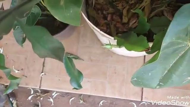 Plantas dentro de casa e plantas em vasos diferentes desafio dois em um