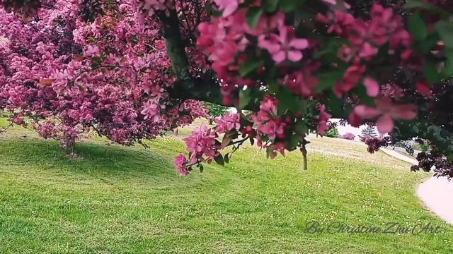Painting reference: Red cherry blossom and beautiful landscape/Red Sakura #8