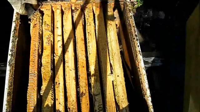Собираю семьи в зиму.Гнездо на 145 рамку(10.10.2019г.)