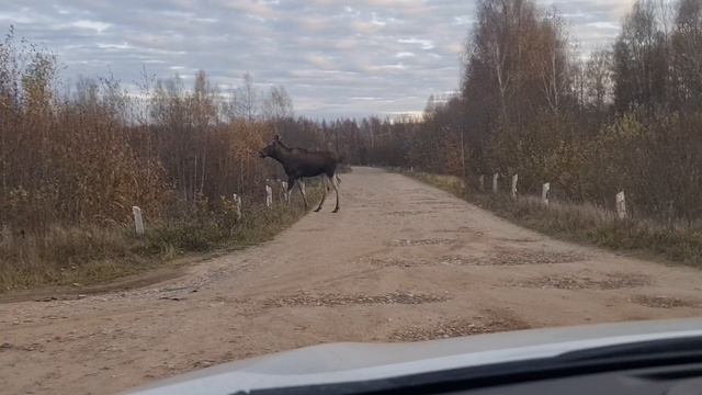 Волжская Дубрава