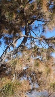 Needle leaves |Pinus tree|Gymnosperm | Sonia Kaushik |KCBIOZONE 💐