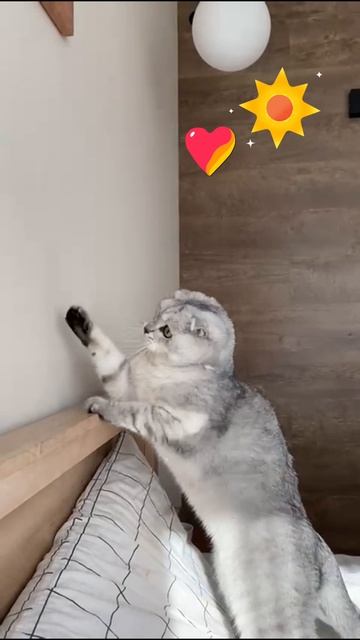 СОЛНЕЧНЫЙ ЗАЙЧИК