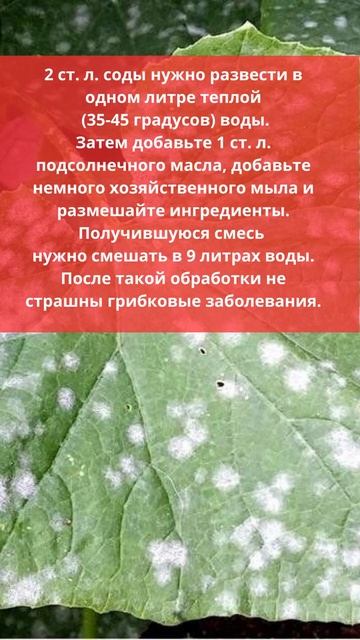 Супер Средство От Тли и Мучнистой Росы на Огурцах! #shorts
