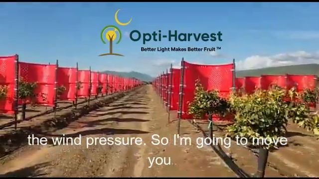Opti-Shield for Citrus Wind Protection in CA Central Valley