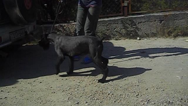 РЫСЬ РОМАН-КОШ НОРВЕГИЯ. 7 МЕС. 2012. после груминга