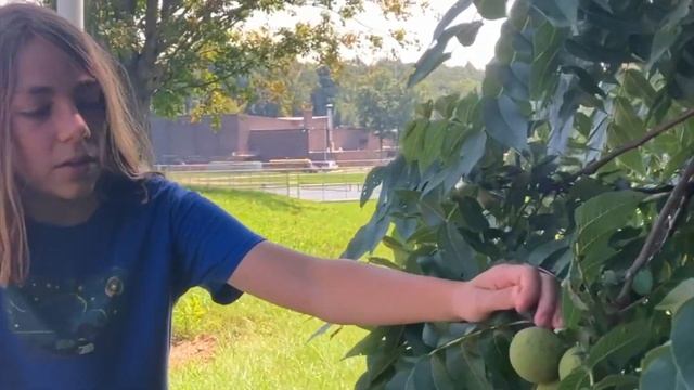 Foraging guide: Black Walnuts