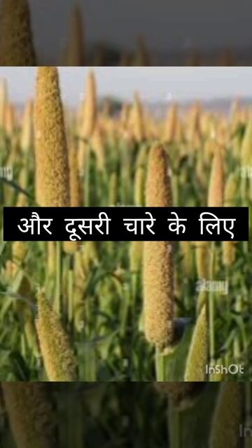 बाजरे के लिए बीज की आवश्यकता