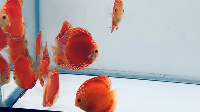 Red Rafflesia Discus - December 2020