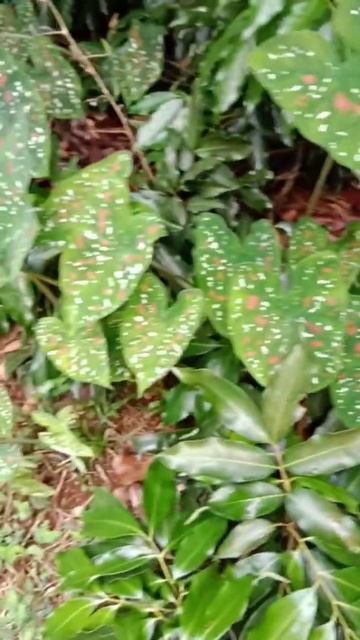 caladium 💚red white dots spred