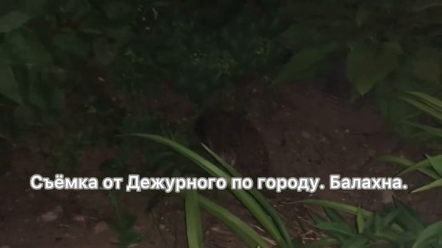 Встретился ёжик ночью в кустах. Правдинск.20.06.2021 Съёмка от Дежурного по городу. Балахна.