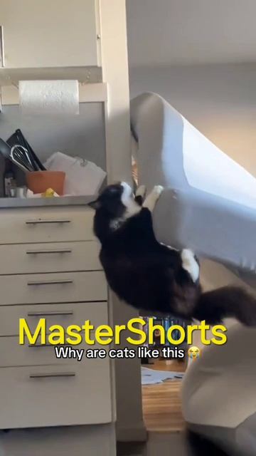 коты и матрас