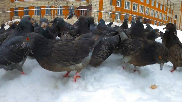 【4K】 A lot of pigeons eat bread in winter