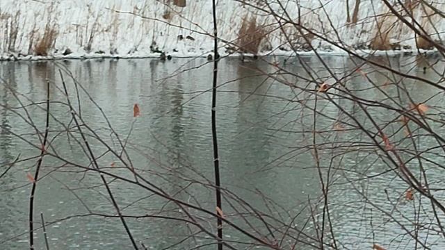 Утки в феврале на воде/В Екатеринбурге утки рядом с людьми