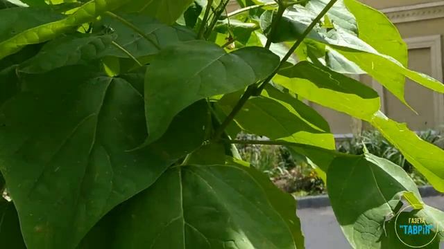 цвіте щастя у Токмаку