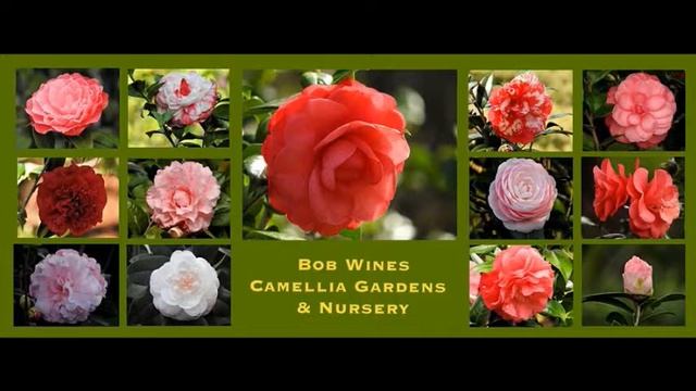 Laurie Williams - Bob Wines Camelia Gardens