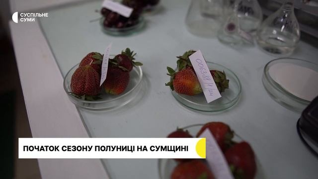 Початок сезону полуниці на Сумщині: які ціни та як обрати найсмачнішу