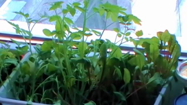 [timelapse] effect of 0,5L ice-cold water on plants