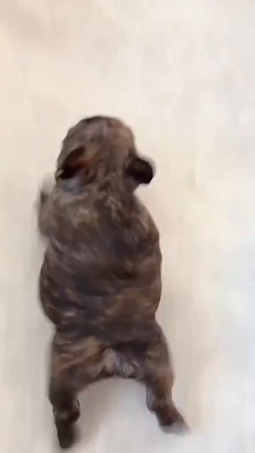 Очень странный вид лягушки