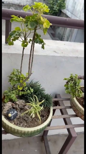 Bonsai and it’s simple yet nice presentation