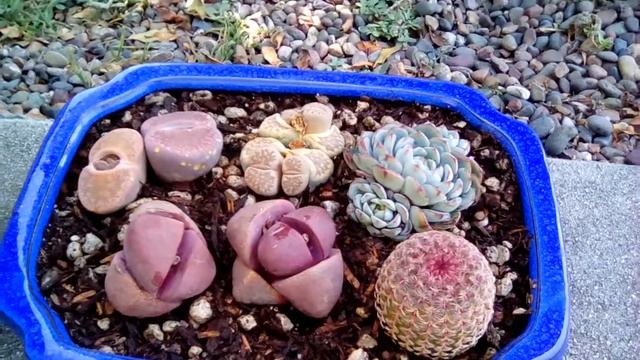 Succulents in Bonsai pot | Container Gardening