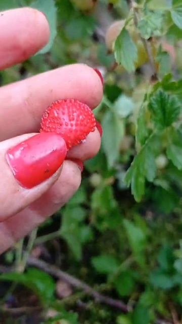 1.07 лапчатка индийская "декоративная земляника"? #сад #flower #plant #garden #дача #nature