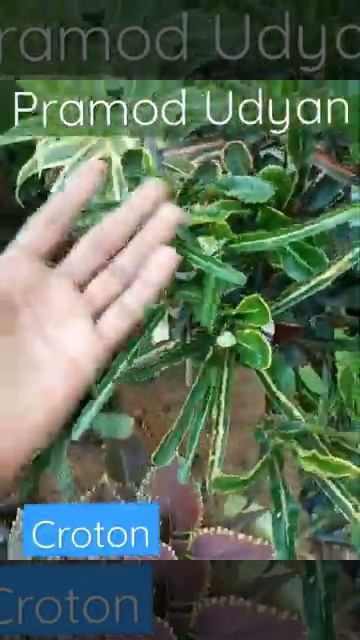 #croton_plant #ornamental_plant #PramodUdyan