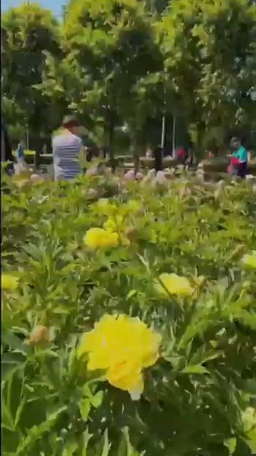 Пионовое великолепие в Парке Горького
