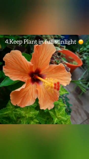 #5 Tips to get healthy bloom in #Hibiscus