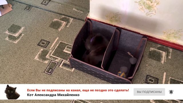 Эпизод №73. Варя и новый кофр