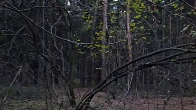 ЛЕСНАЯ ФИЛОСОФИЯ & ИНГА ХОСРОЕВА