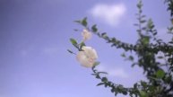 Wind Blowing Hibiscus white flower plant