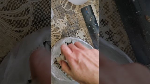 Дивная алоказия Коразон.