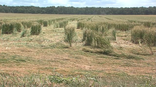 Louisiana Ready to Sell Rice to China
