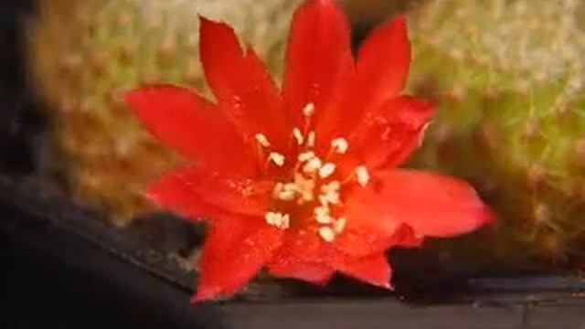 [開花動画] レブチア　宝山