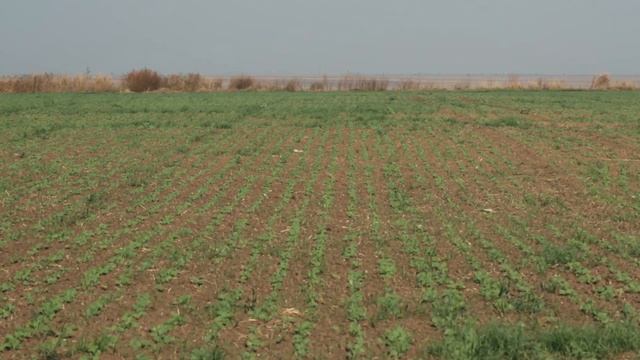 Hibrizii BASF InVigor®