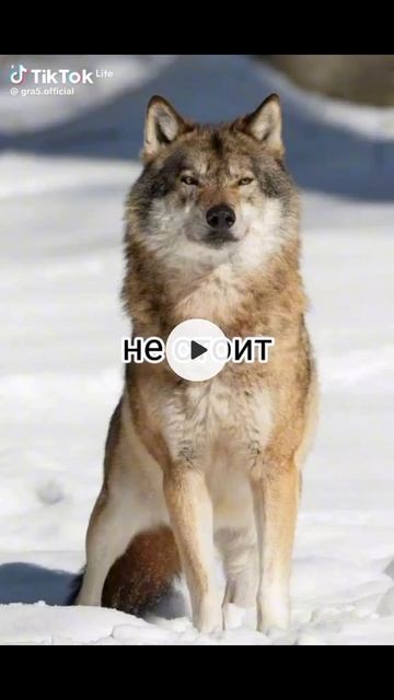 всё про волка