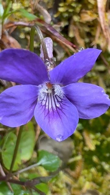 Not all violets OPEN UP TO POLLINATORS some are CLEISTOGAMOS #pollination