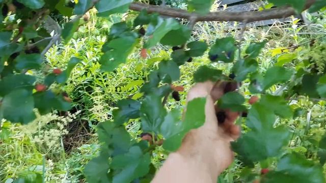 Сеянец шелковицы. Возраст примерно 8 лет.