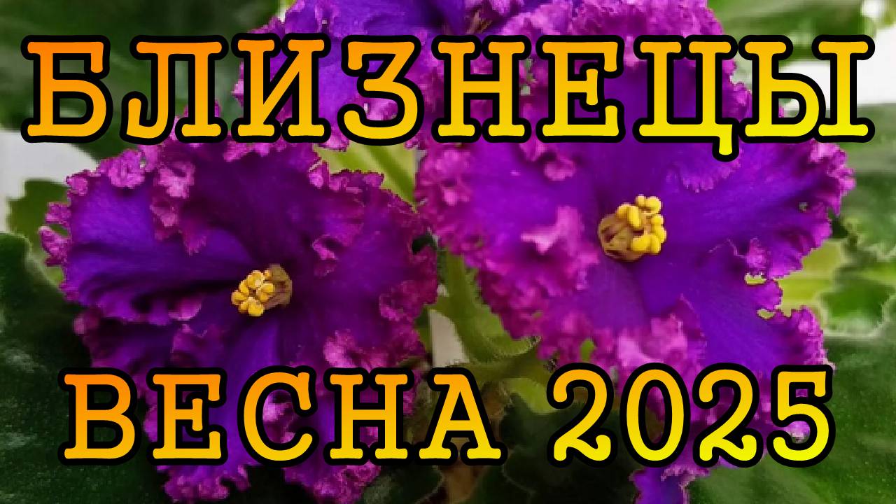 БЛИЗНЕЦЫ таро прогноз на ВЕСНУ 2025 года (март, апрель, май)