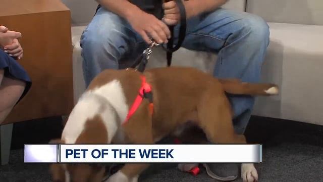 Pet of the Week - Perseus